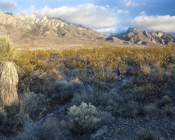 Jagged Organ Mountains above yucca and desert grass near Las Cruces