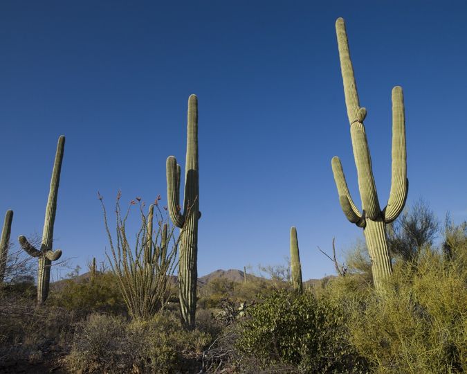 Tall saguaro cacti against a deep blue sky near Tucson
